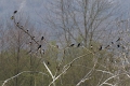 Hirondelle rustique
